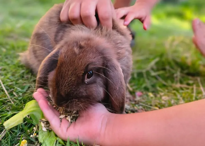 Aparthotel Stadler Flachau